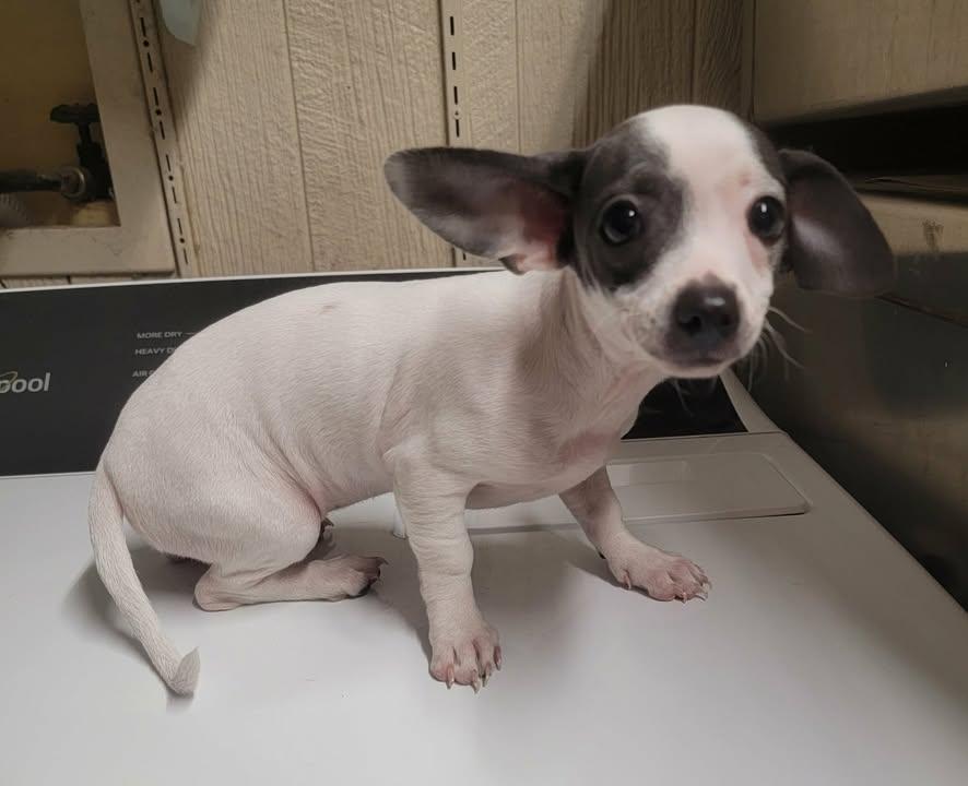 Enlarge Liza, an adopted Chiweenie in Van Alstyne, TX image 3/6