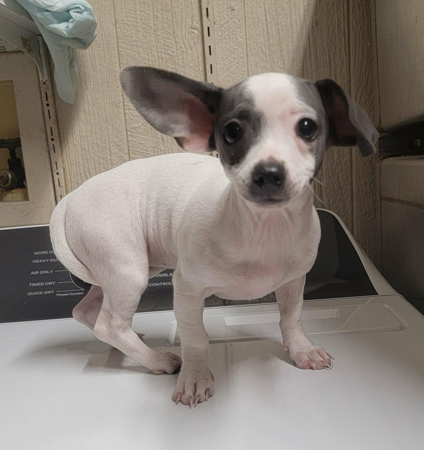 Enlarge Liza, an adopted Chiweenie in Van Alstyne, TX image 6/6