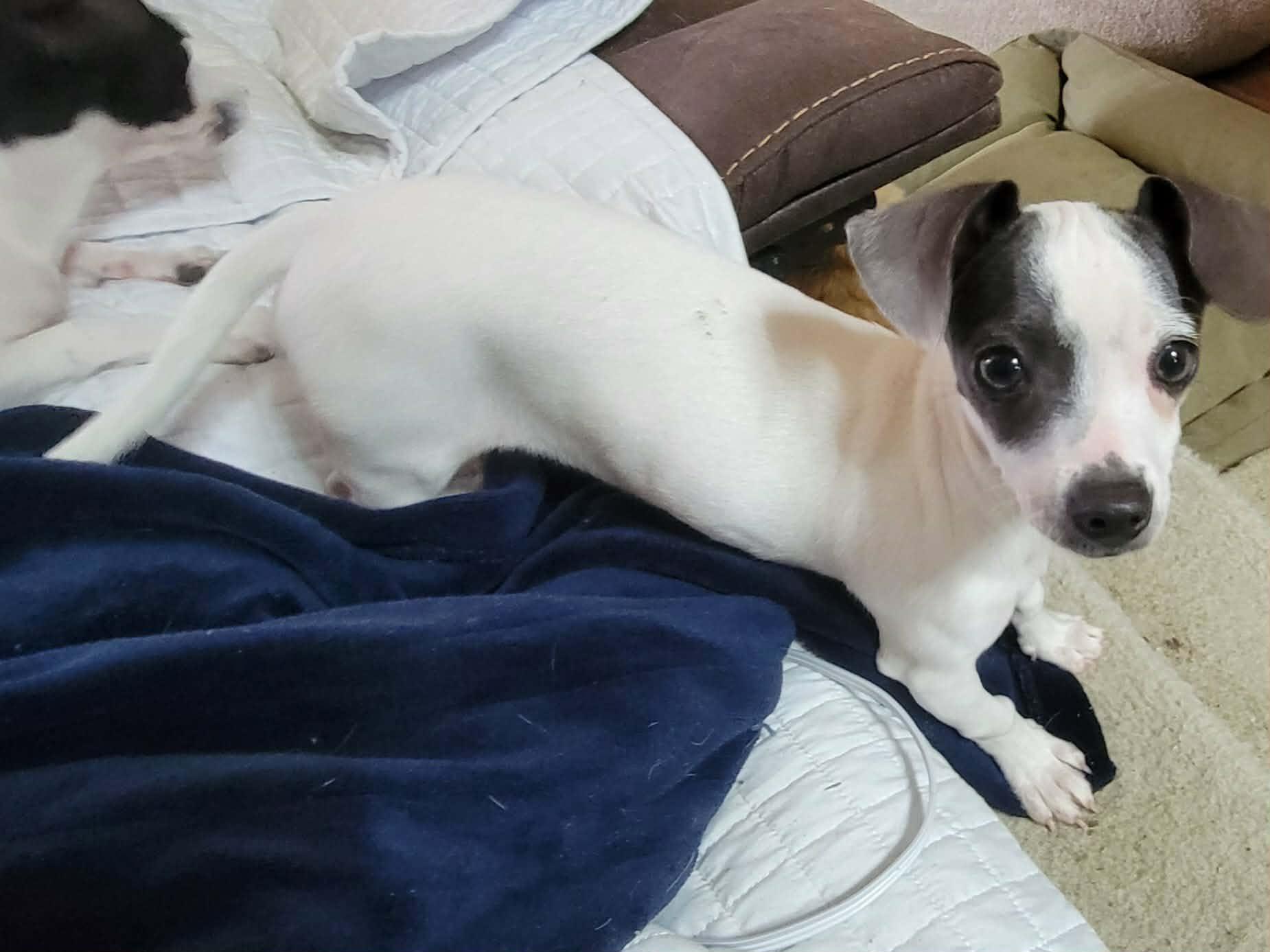 Enlarge Liza, an adopted Chiweenie in Van Alstyne, TX image 5/6