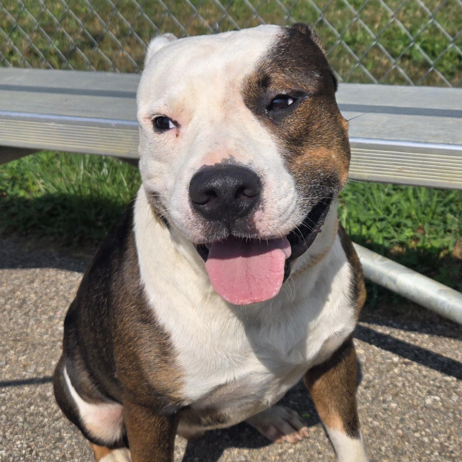 Enlarge Alistair, a Adoptable Pit Bull Terrier in Xenia , OH image 1/5