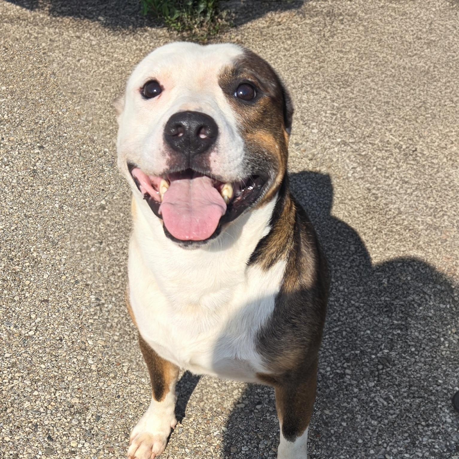 Enlarge Alistair, a Adoptable Pit Bull Terrier in Xenia , OH image 5/5