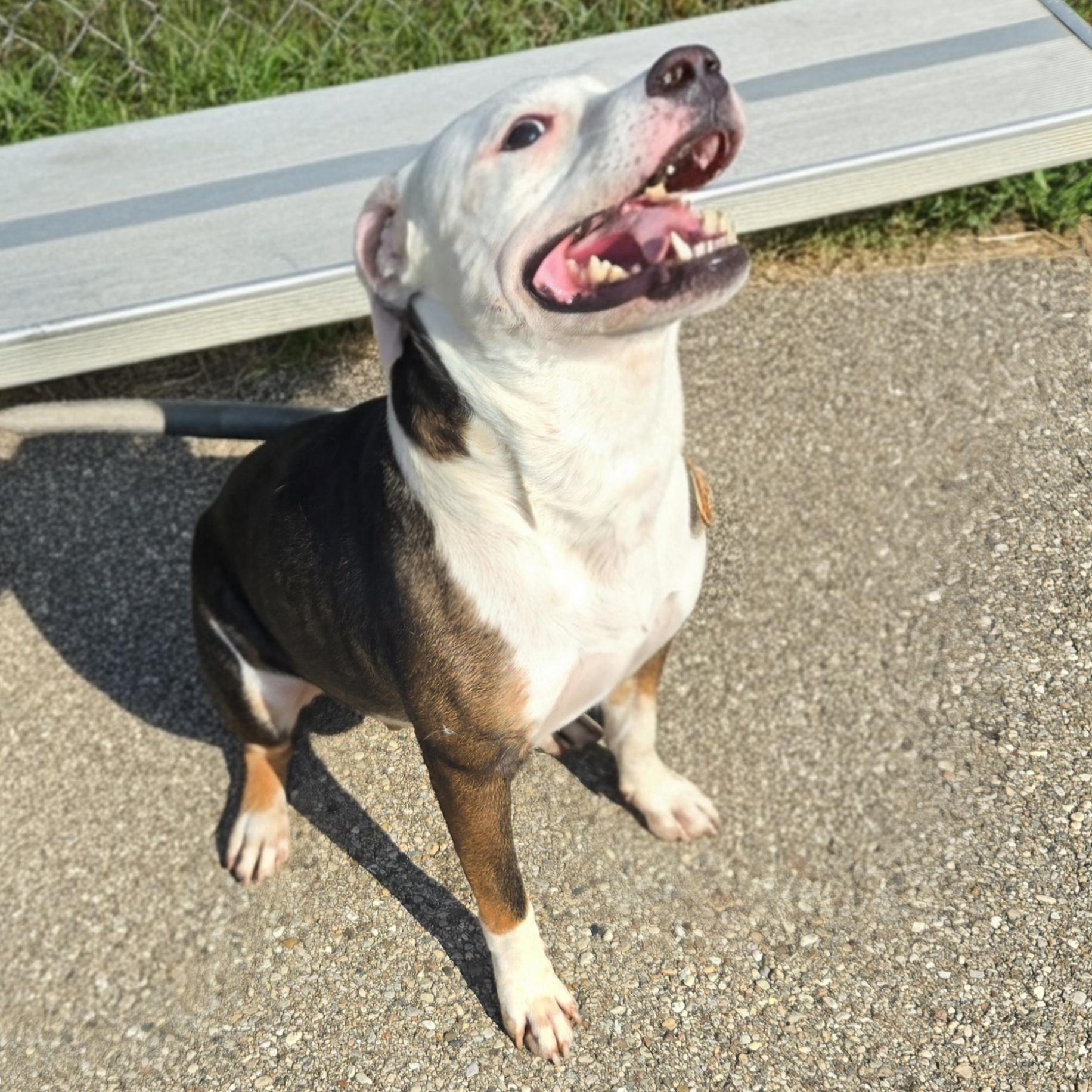 Enlarge Alistair, a Adoptable Pit Bull Terrier in Xenia , OH image 2/5