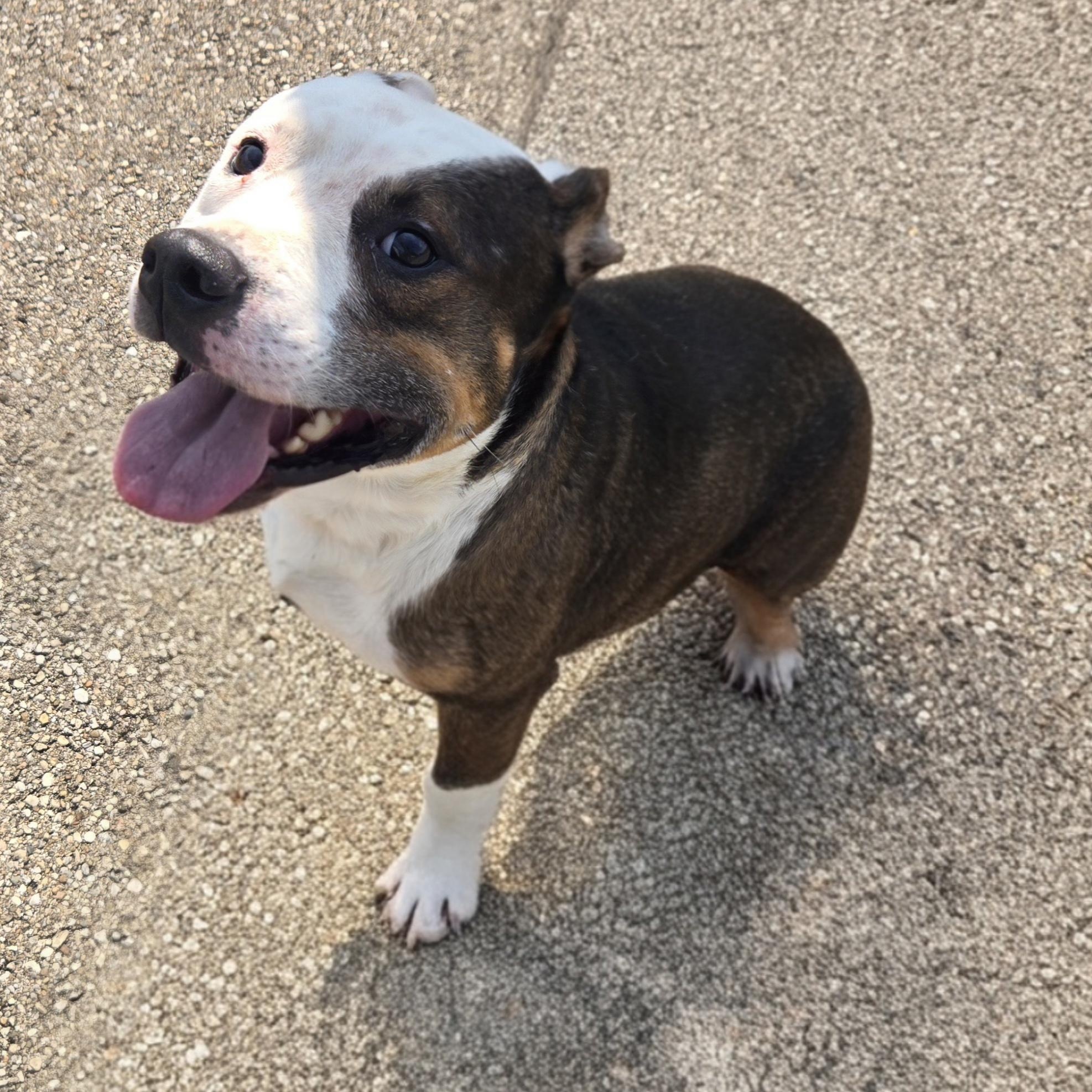 Enlarge Alistair, a Adoptable Pit Bull Terrier in Xenia , OH image 3/5