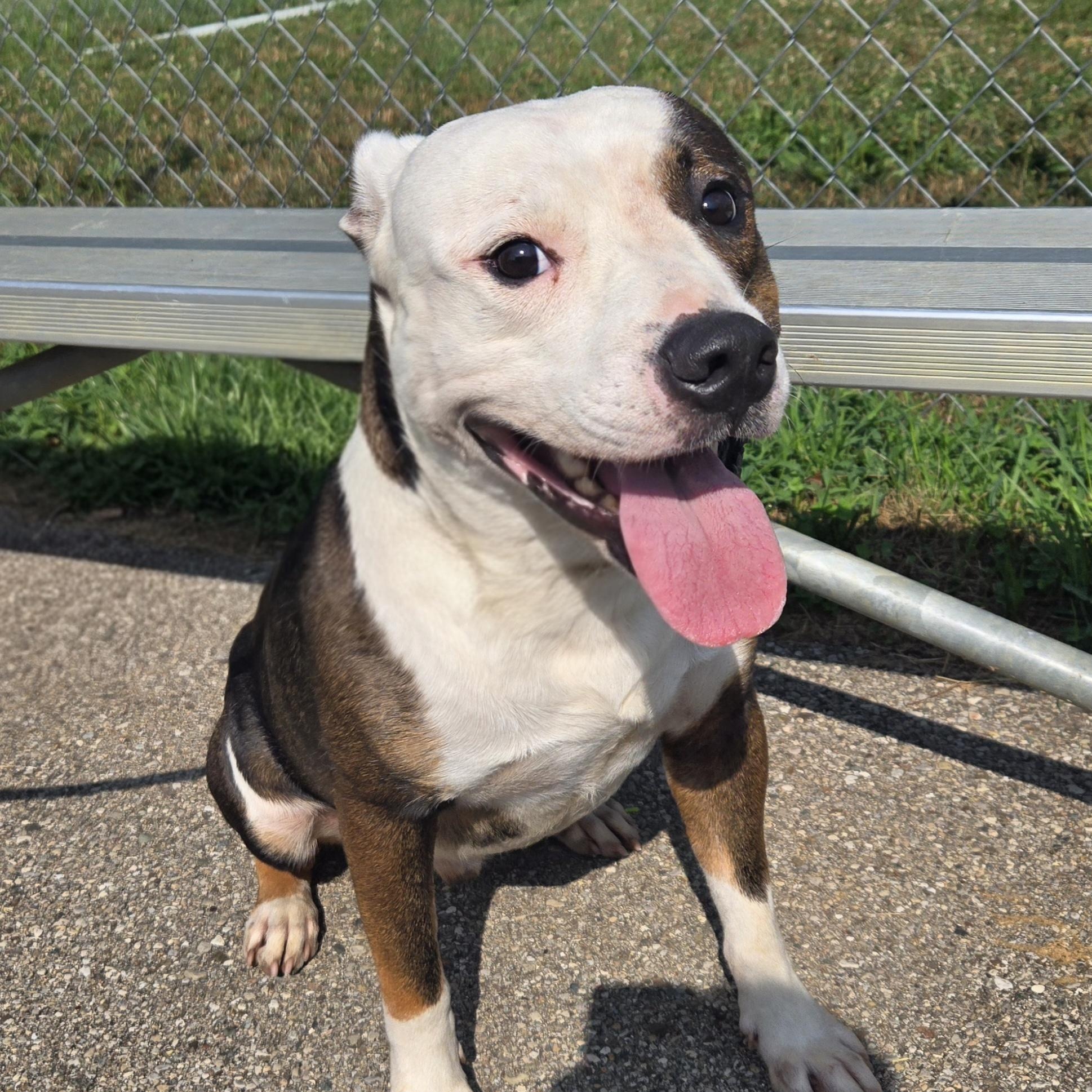Enlarge Alistair, a Adoptable Pit Bull Terrier in Xenia , OH image 4/5