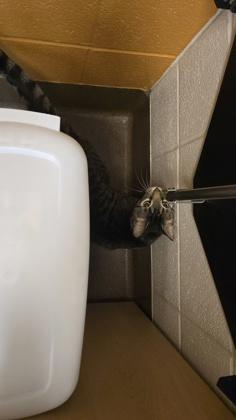 Jasper, Adoptable, Adult Male Domestic Short Hair.