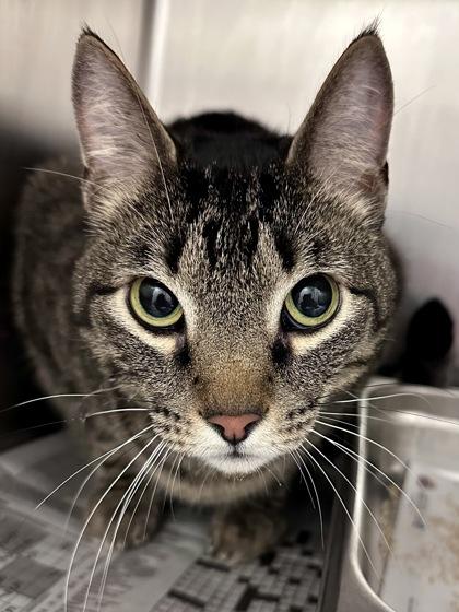 Enlarge Jasper, a Adoptable mixed breed in Wichita, KS image 2/2