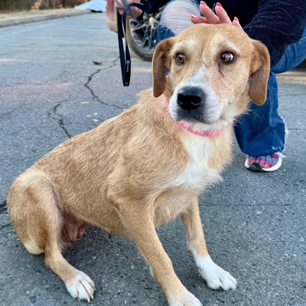 Millicent (Mama Millie), Adoptable, Adult Female Mixed Breed & Labrador Retriever.