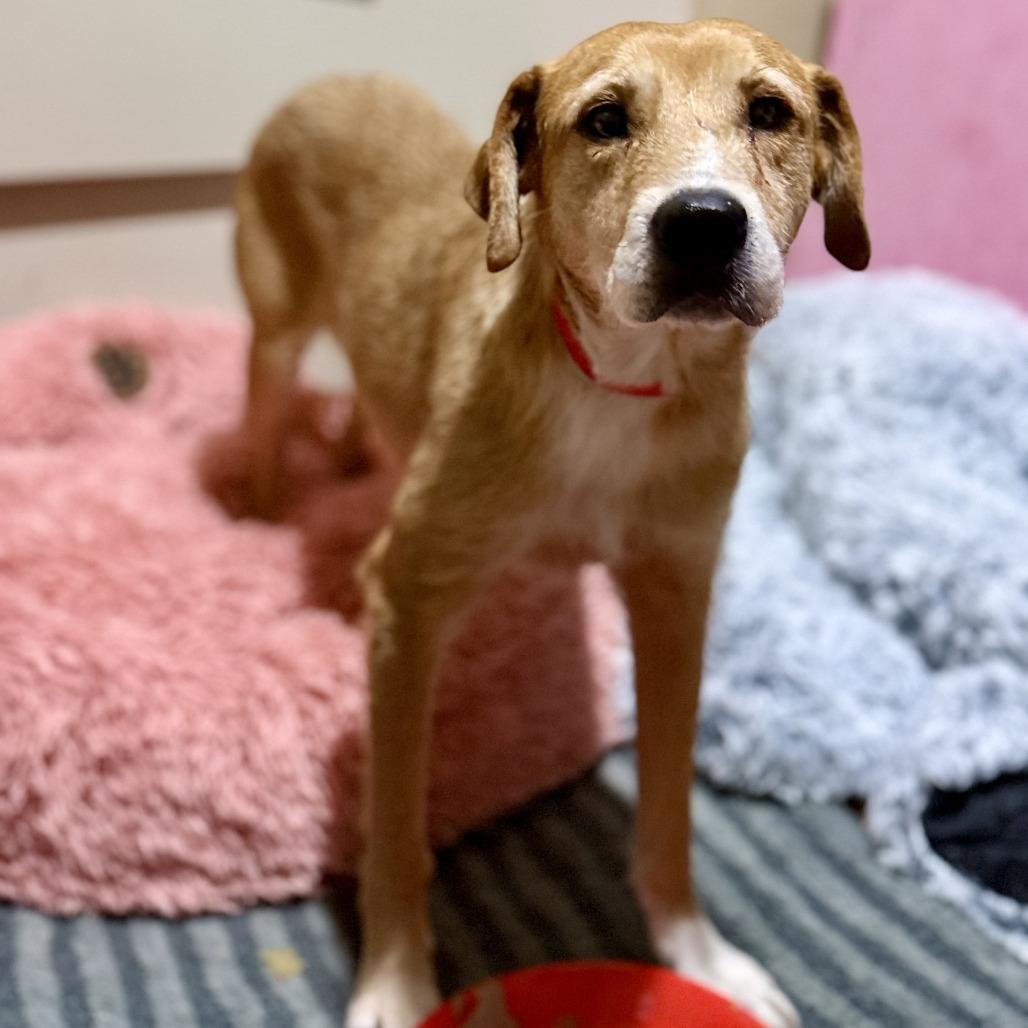 Enlarge Millicent (Mama Millie), a Adoptable mixed breed in Little Rock, AR image 2/6