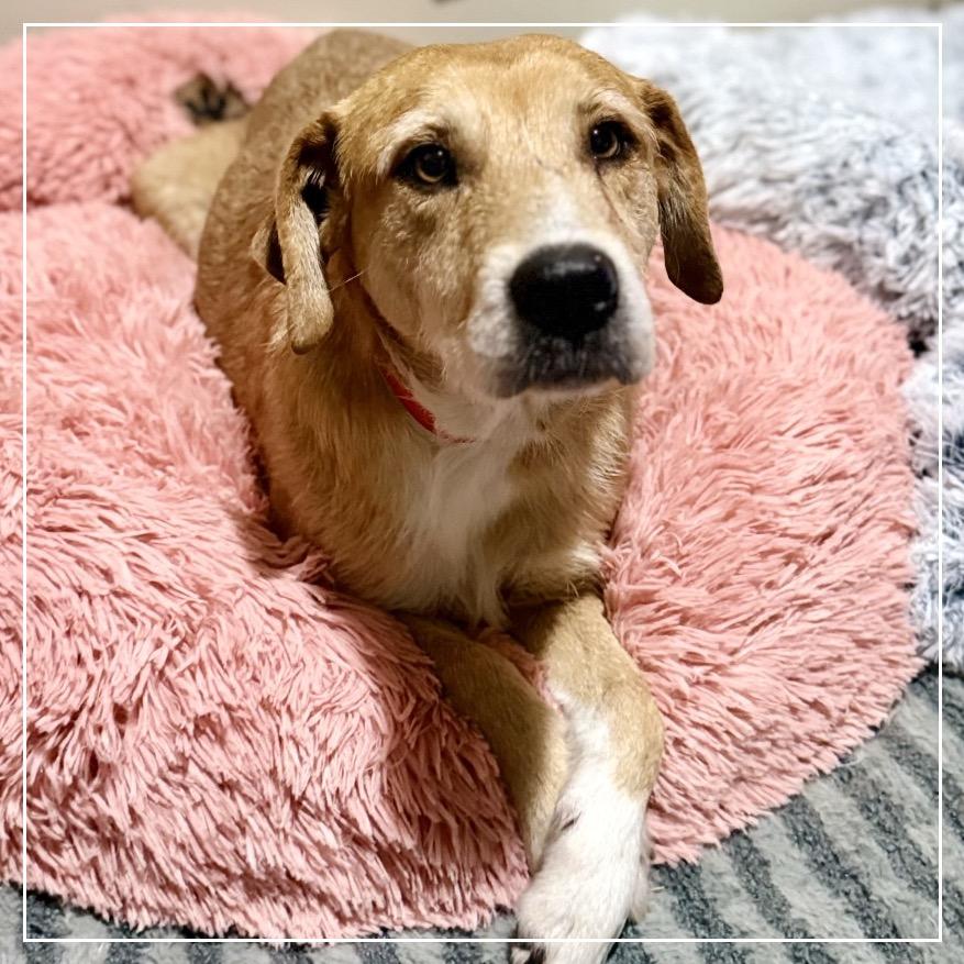 Enlarge Millicent (Mama Millie), a Adoptable mixed breed in Little Rock, AR image 3/6