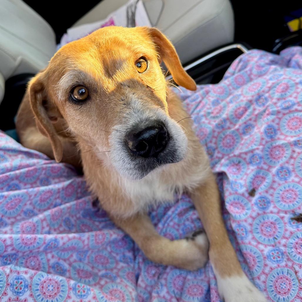 Enlarge Millicent (Mama Millie), a Adoptable mixed breed in Little Rock, AR image 4/6