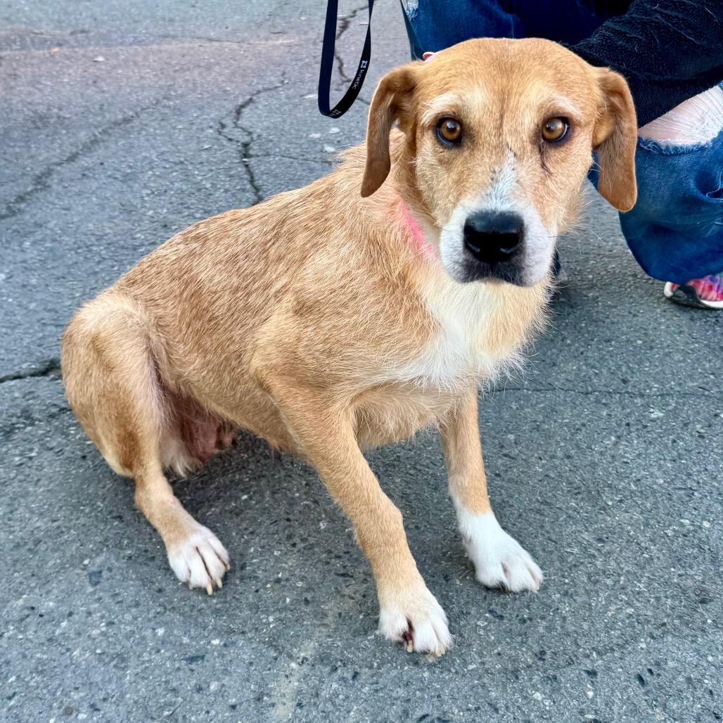 Enlarge Millicent (Mama Millie), a Adoptable mixed breed in Little Rock, AR image 5/6