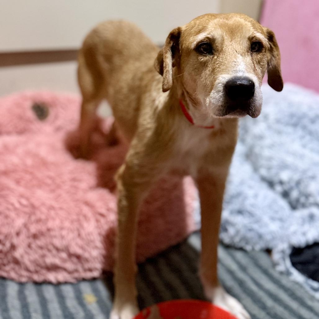 Enlarge Millicent (Mama Millie), a Adoptable mixed breed in Little Rock, AR image 6/6