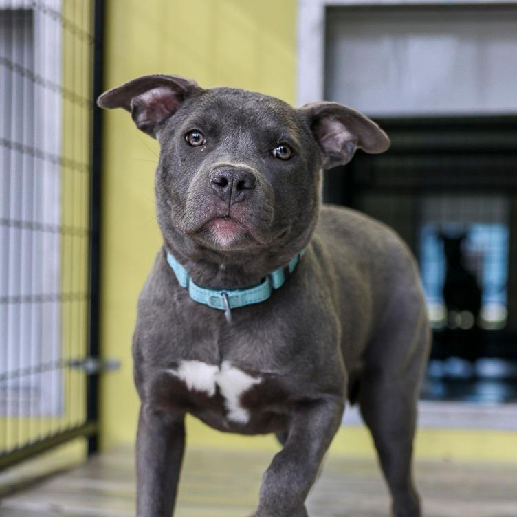 Enlarge Blue Belle, a Adoptable Mixed Breed in Bradenton, FL image 1/3
