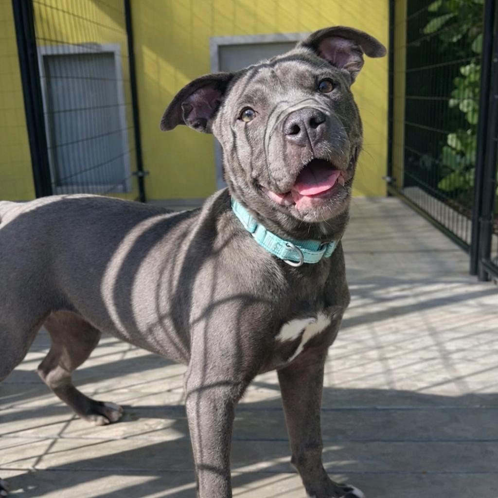 Enlarge Blue Belle, a Adoptable Mixed Breed in Bradenton, FL image 2/3