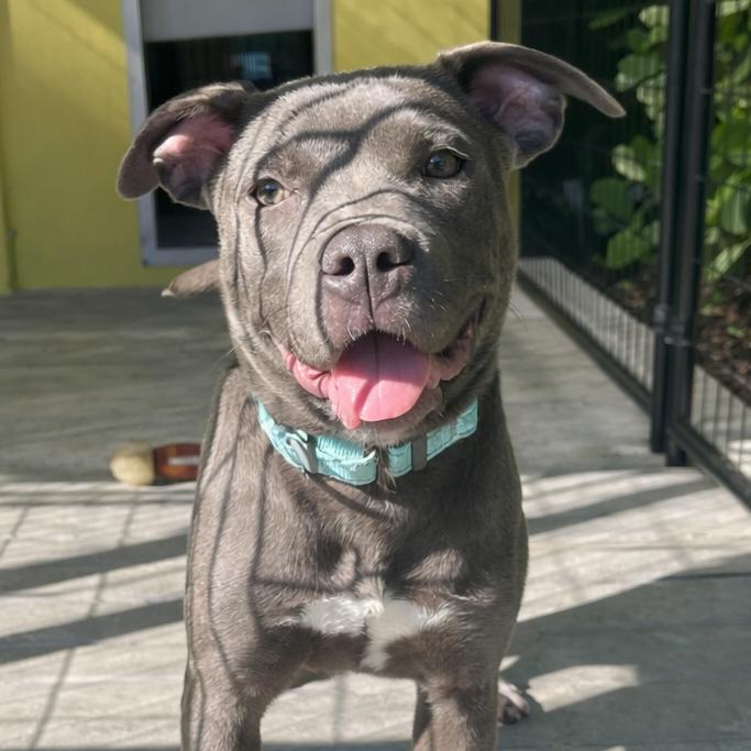 Enlarge Blue Belle, a Adoptable Mixed Breed in Bradenton, FL image 3/3