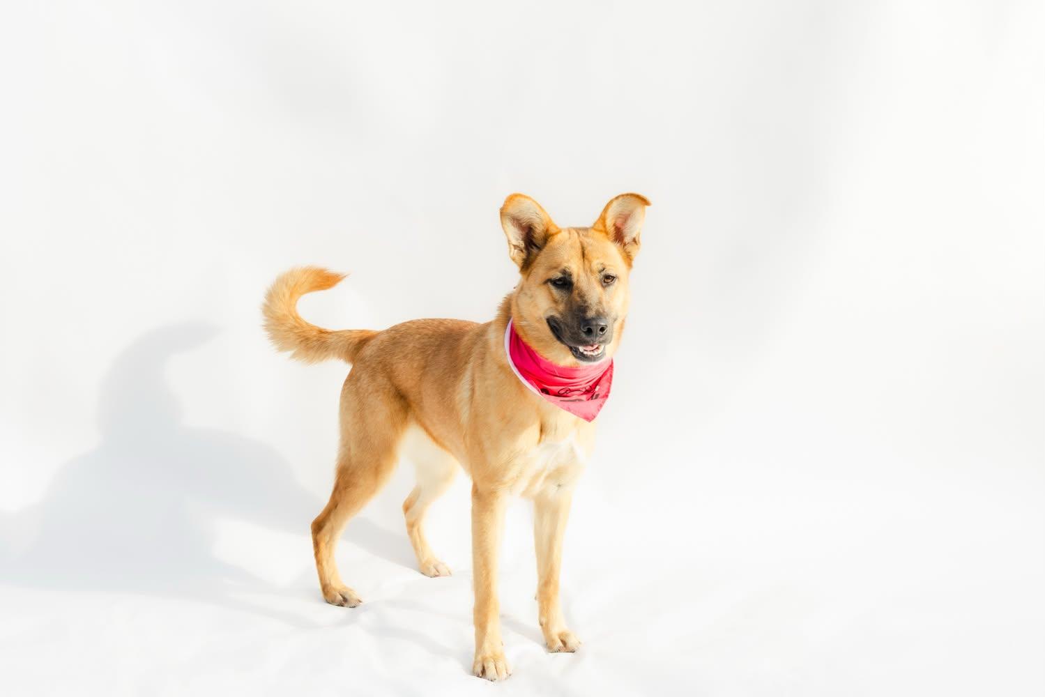 Luna, Adoptable, Young Female German Shepherd Dog.