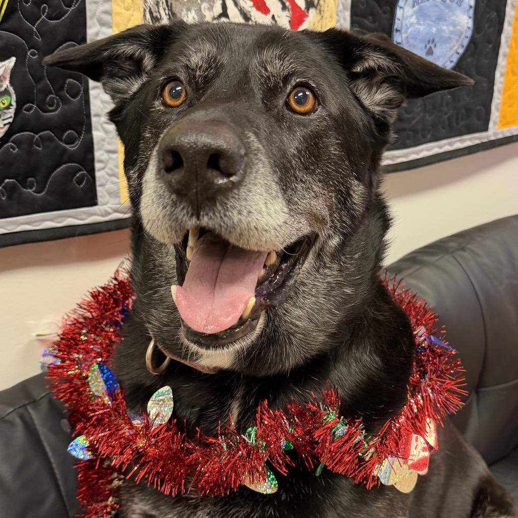 Mavis, Adoptable, Senior Female Black Labrador Retriever.