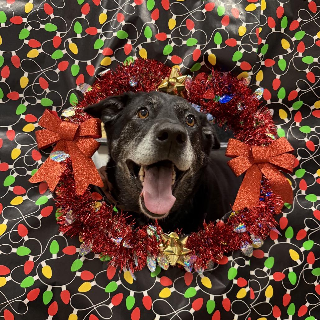 Enlarge Mavis, a Adoptable Black Labrador Retriever in International Falls, MN image 2/4