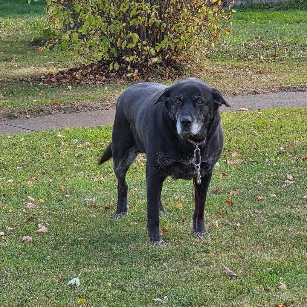 Enlarge Mavis, a Adoptable Black Labrador Retriever in International Falls, MN image 3/4
