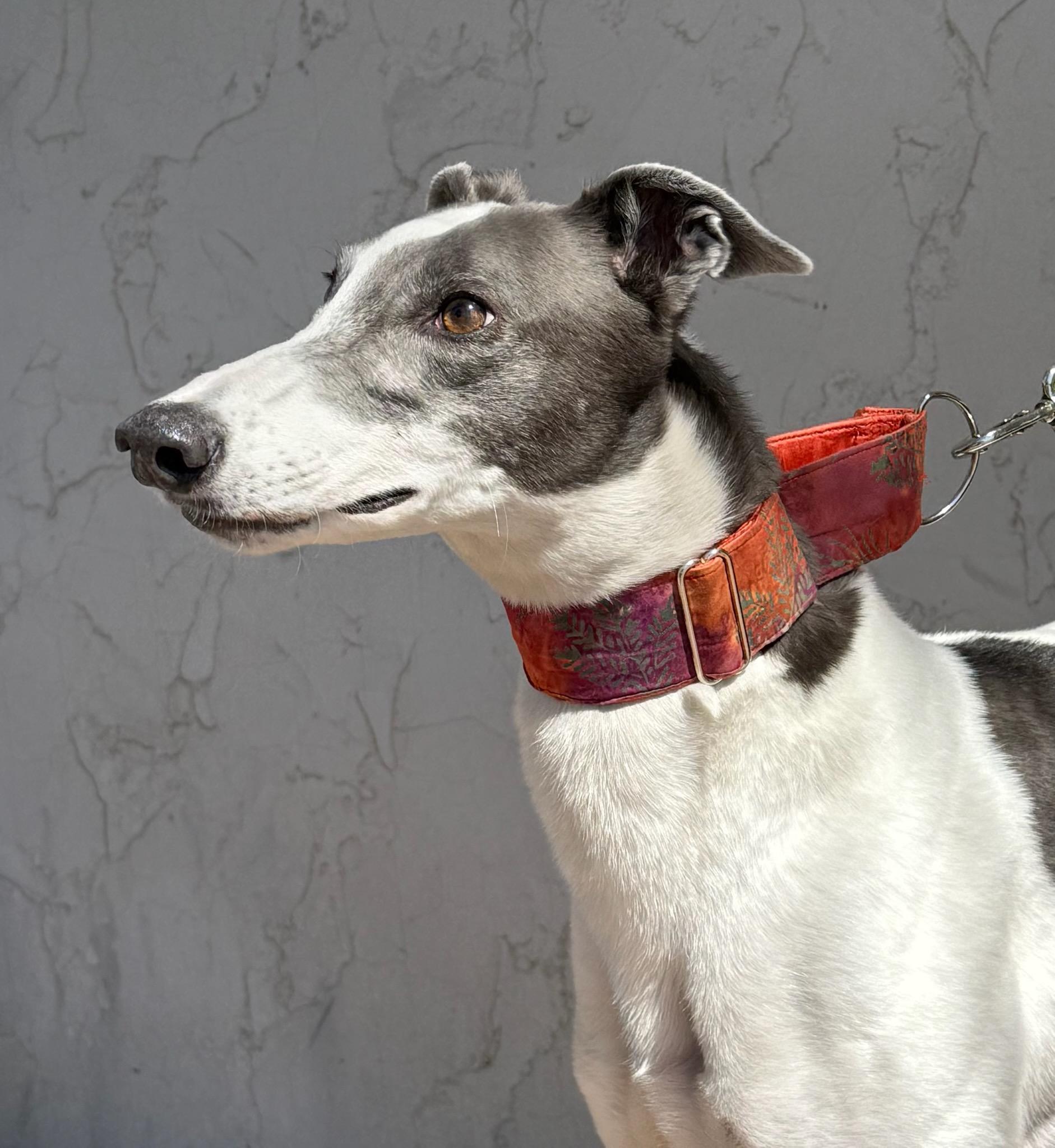 Triton, ADOPTABLE, Adult Male Greyhound.