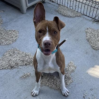 Enlarge Nikolai, a Adoptable mixed breed in Janesville, WI image 1/3