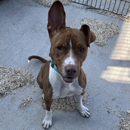 Enlarge Nikolai, a Adoptable mixed breed in Janesville, WI image 2/3
