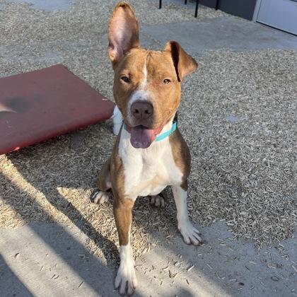 Nikolai, Adoptable, Young Male Mixed Breed & Mixed Breed.