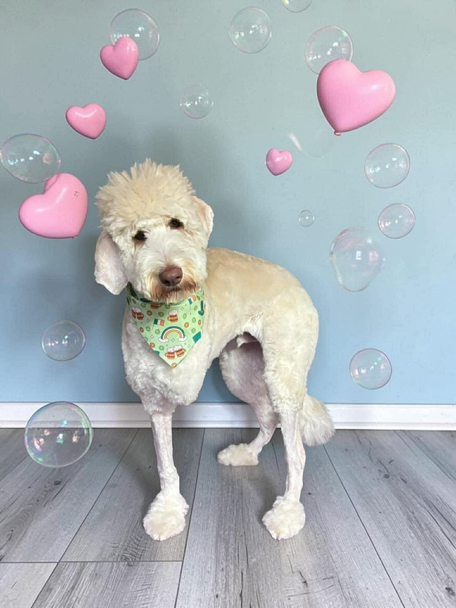 Enlarge Marshmallow , a ADOPTABLE mixed breed in Baton Rouge, LA image 1/2