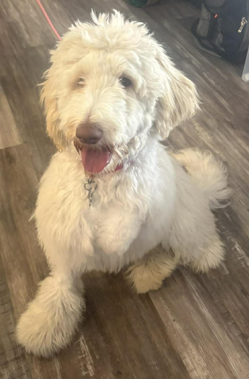 Enlarge Marshmallow , a ADOPTABLE mixed breed in Baton Rouge, LA image 2/2