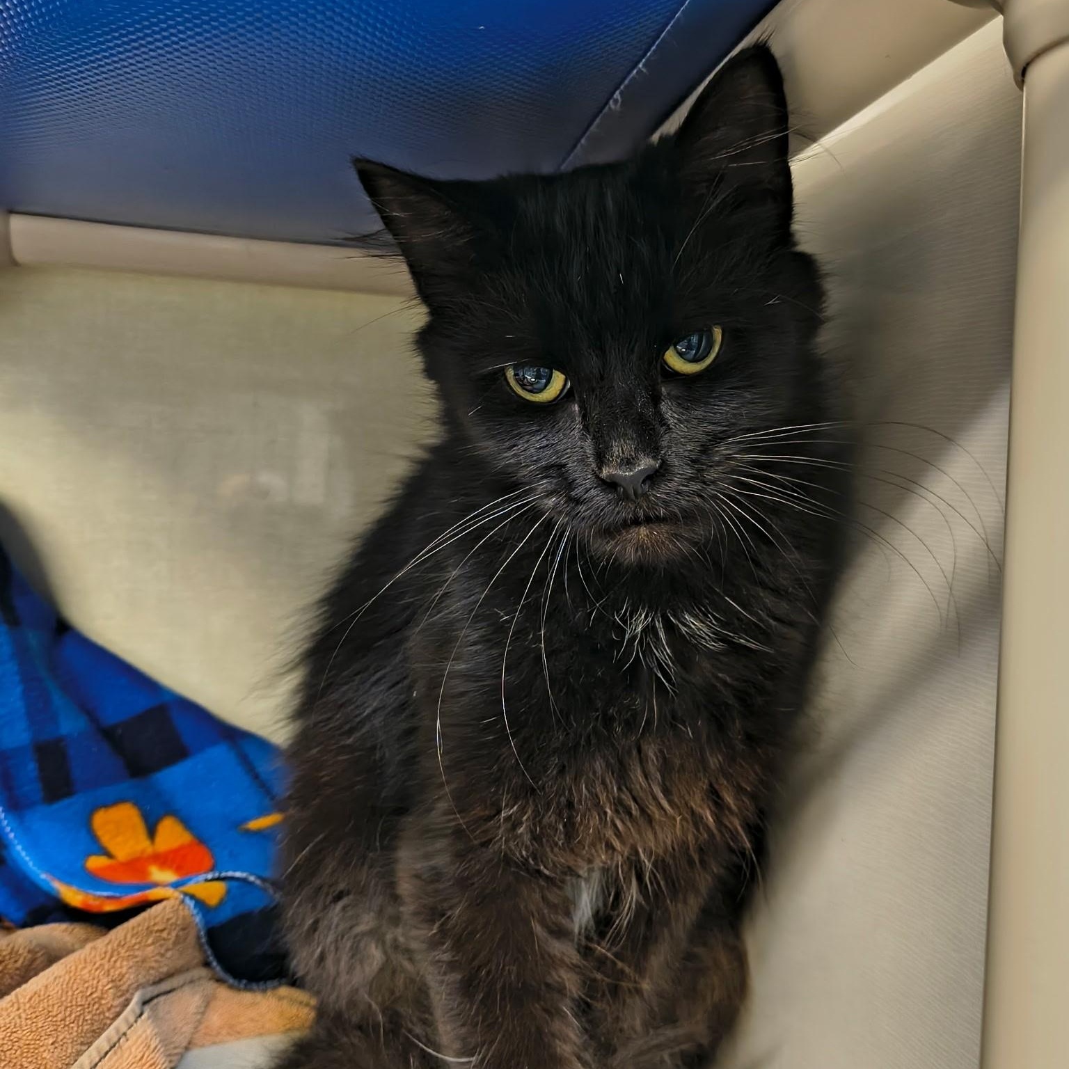 Enlarge Marco, an adopted Domestic Medium Hair in Saint Marys, PA image 1/1