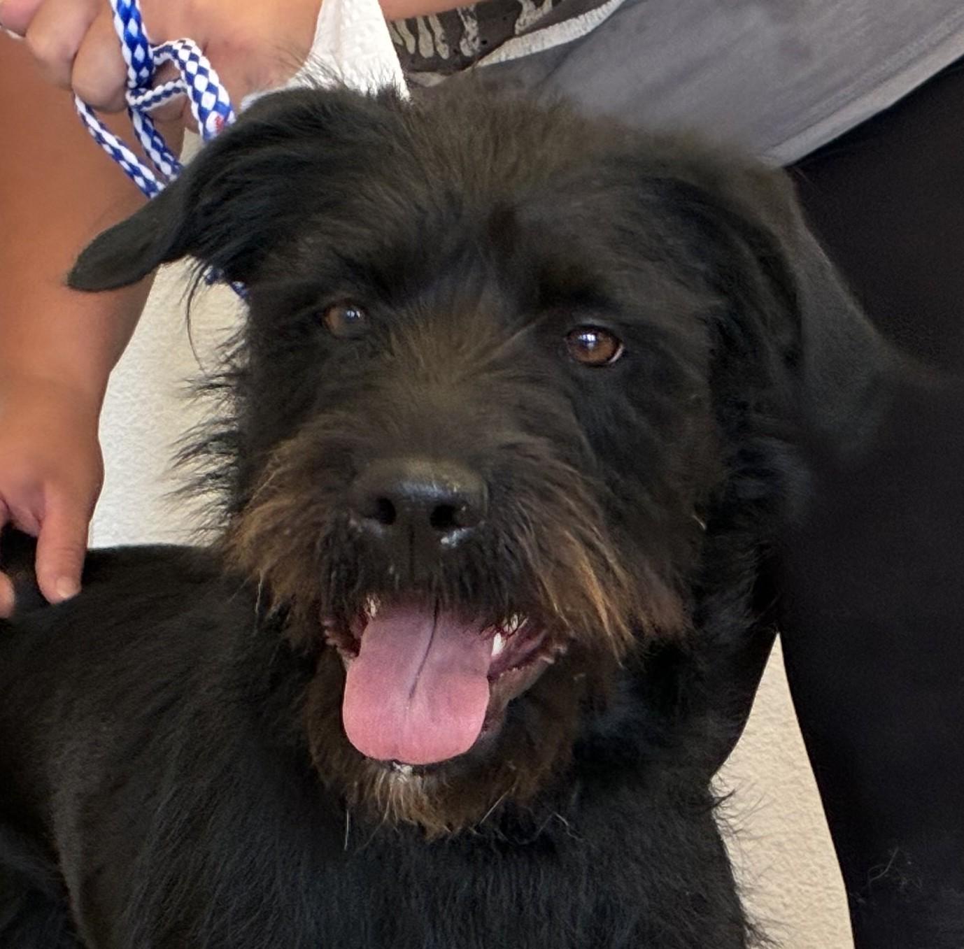 Enlarge Polly, a Adoptable mixed breed in Greeley, CO image 1/2