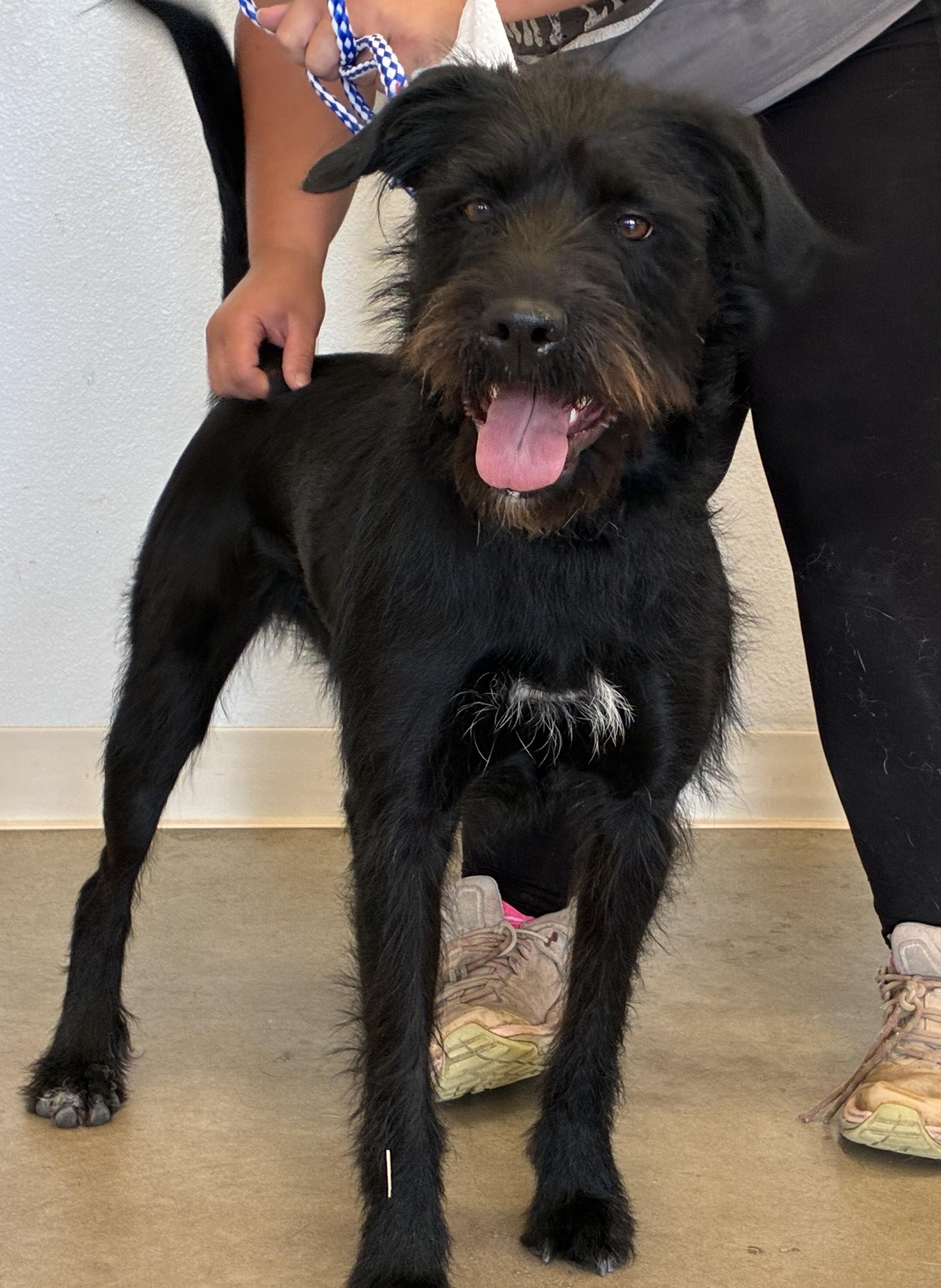 Enlarge Polly, a Adoptable mixed breed in Greeley, CO image 2/2