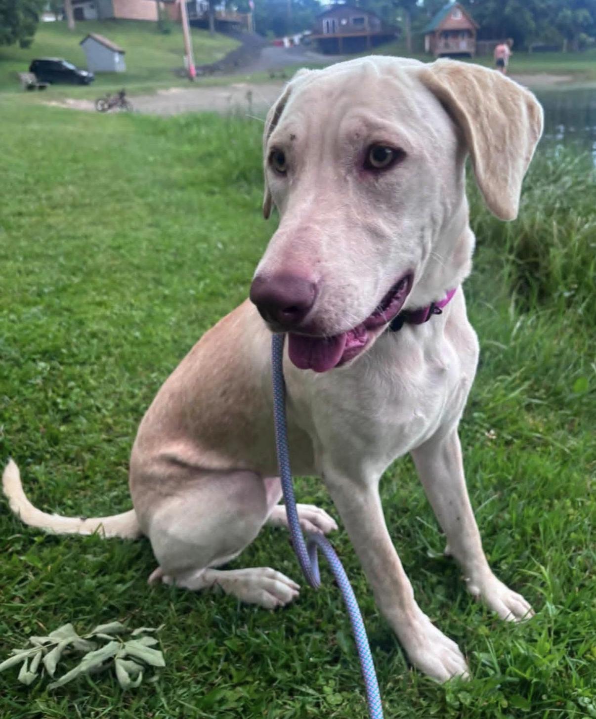 Macy, ADOPTABLE, Young Female Labrador Retriever.