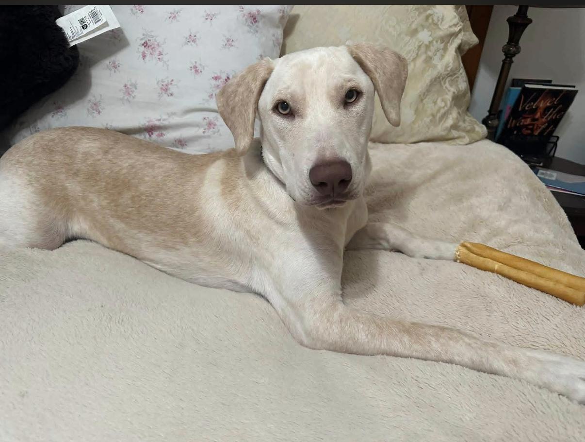 Enlarge Macy, a ADOPTABLE mixed breed in Randolph Center, VT image 3/4