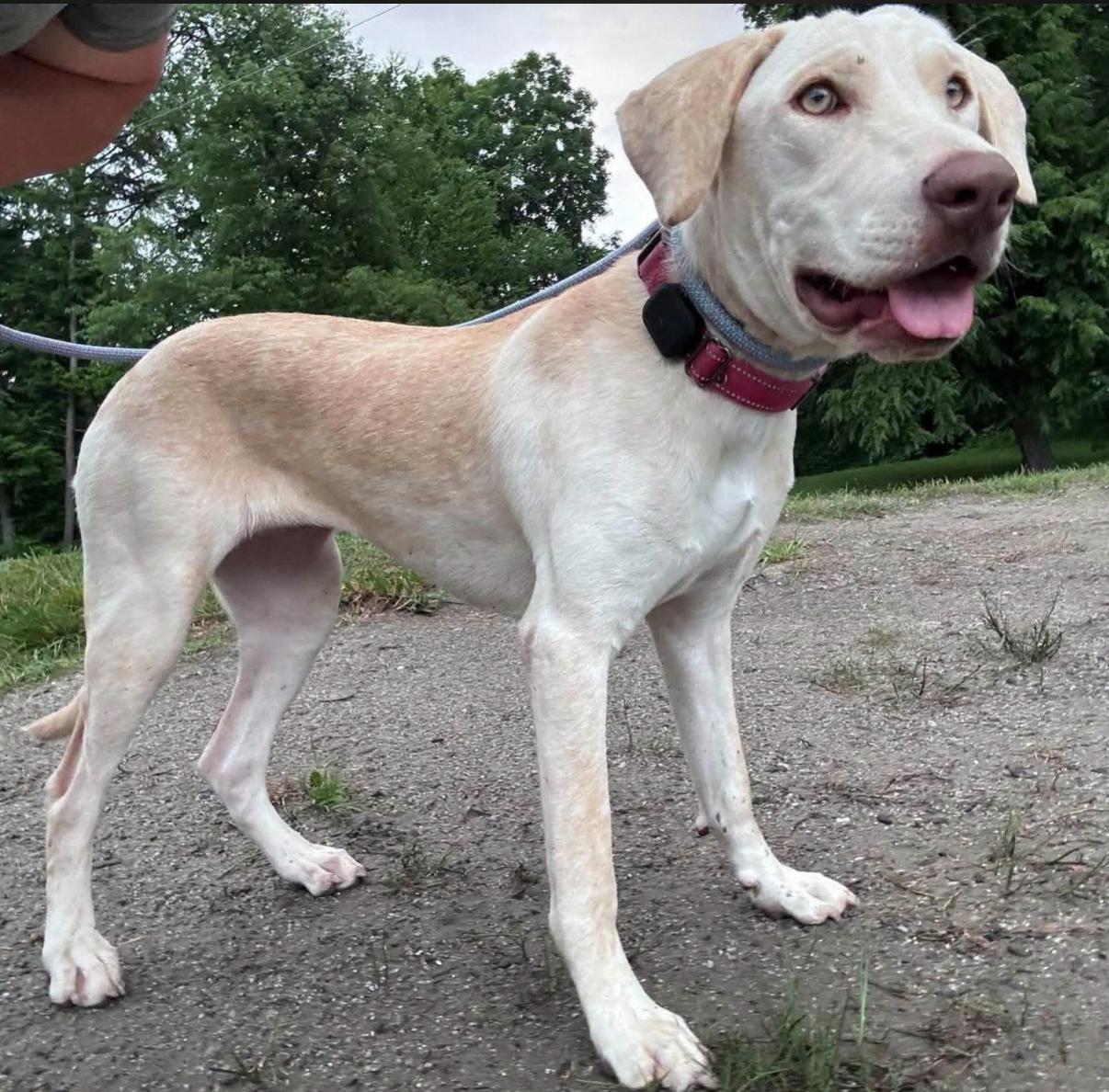 Enlarge Macy, a ADOPTABLE mixed breed in Randolph Center, VT image 2/4