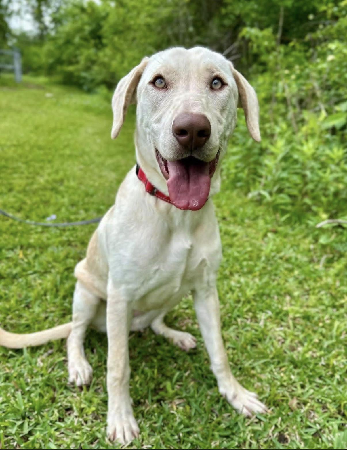 Enlarge Macy, a ADOPTABLE mixed breed in Randolph Center, VT image 4/4