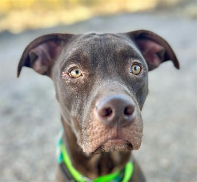 Enlarge CLAY*, a Adoptable Labrador Retriever in Tucson, AZ image 1/1