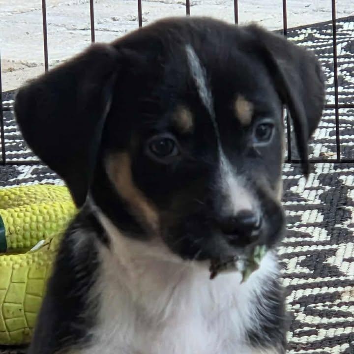 Enlarge Eleanor , a ADOPTABLE mixed breed in Calabash, NC image 2/6