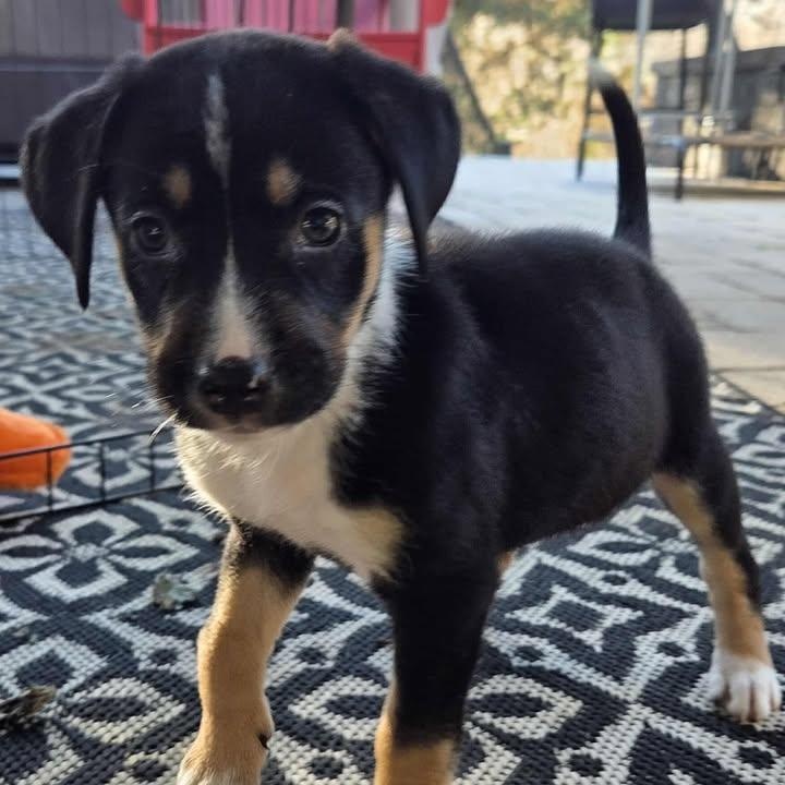 Enlarge Eleanor , a ADOPTABLE mixed breed in Calabash, NC image 3/6