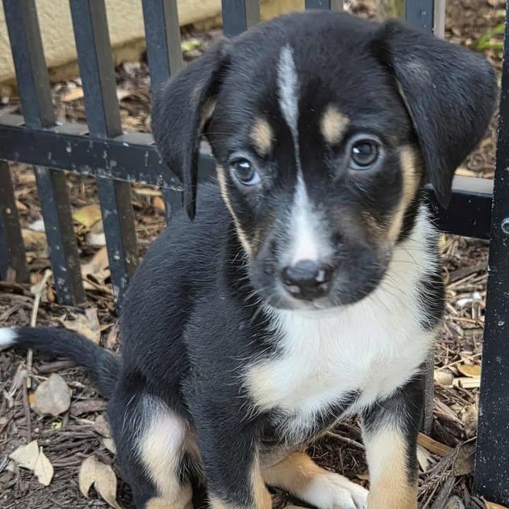 Enlarge Eleanor , a ADOPTABLE mixed breed in Calabash, NC image 1/6