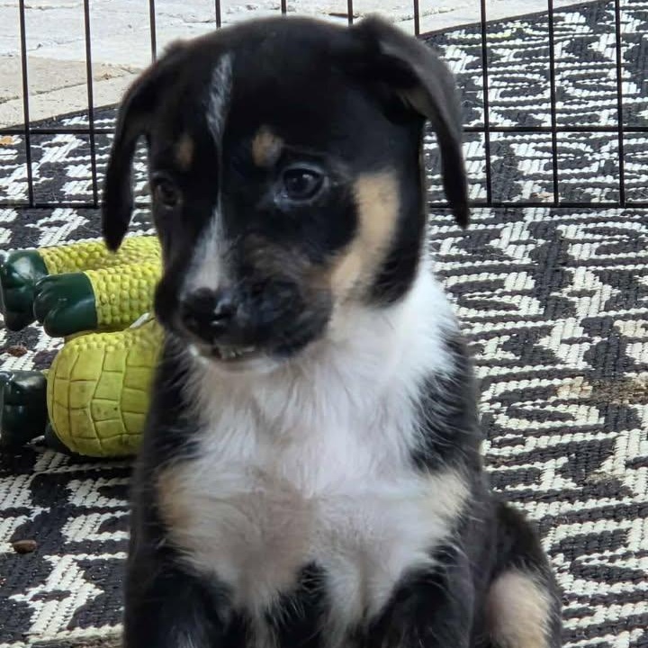 Enlarge Eleanor , a ADOPTABLE mixed breed in Calabash, NC image 6/6