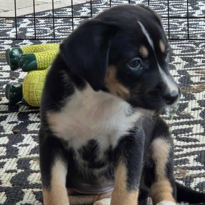 Enlarge Eleanor , a ADOPTABLE mixed breed in Calabash, NC image 5/6