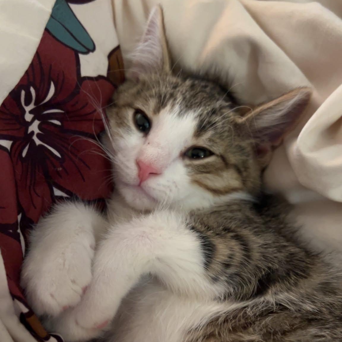 Dagda, ADOPTABLE, Kitten Male Domestic Short Hair.