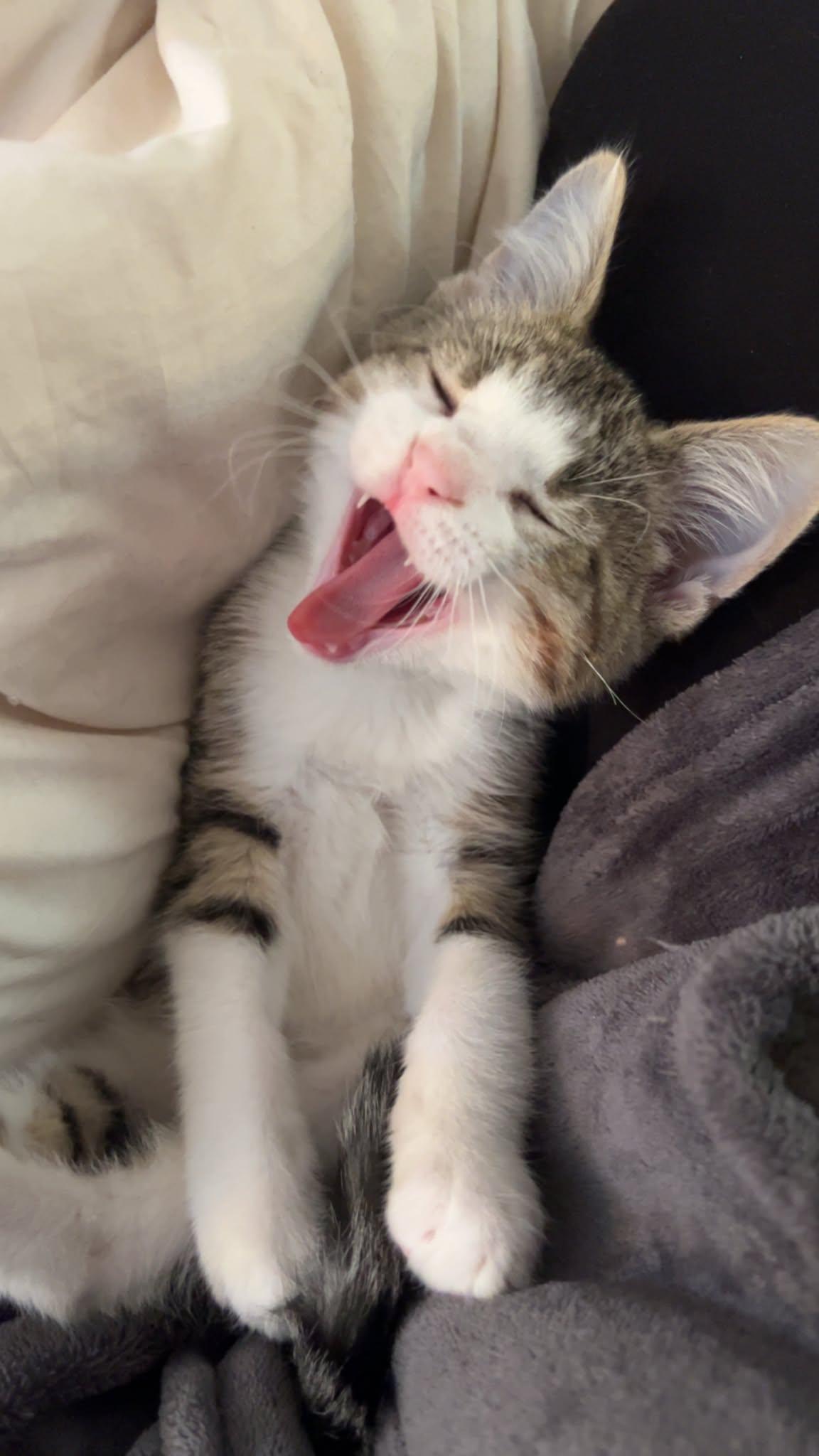 Enlarge Dagda, a ADOPTABLE Domestic Short Hair in Milwaukee, WI image 3/3