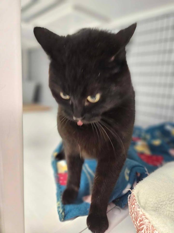 Raven, an adoptable Tabby in Mount Pleasant, IA, 52641 | Photo Image 2