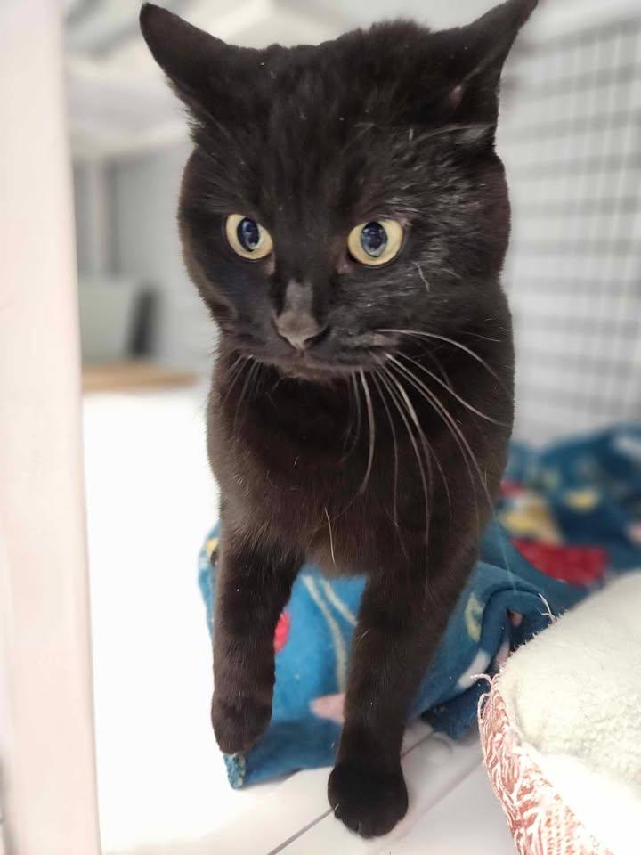 Raven, an adoptable Tabby in Mount Pleasant, IA, 52641 | Photo Image 4