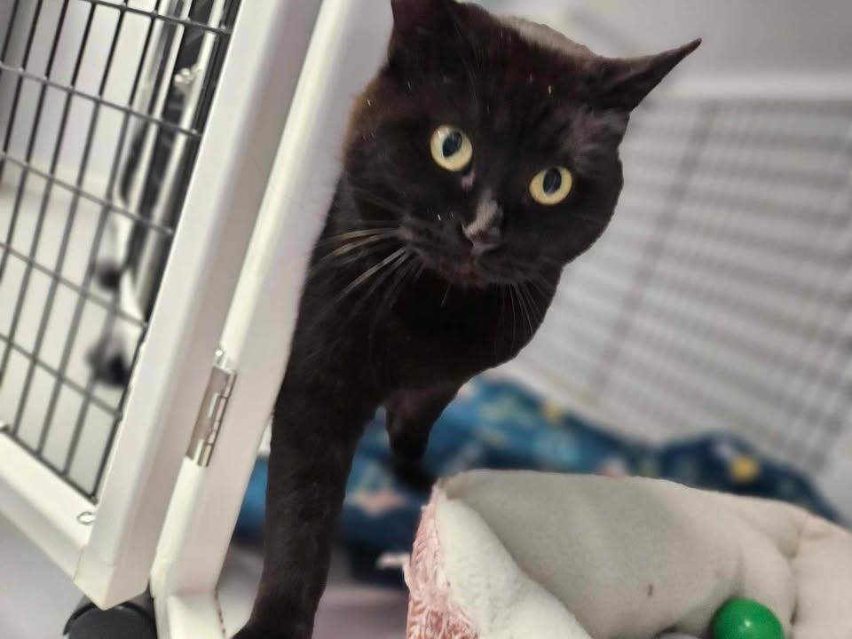 Raven, an adoptable Tabby in Mount Pleasant, IA, 52641 | Photo Image 3