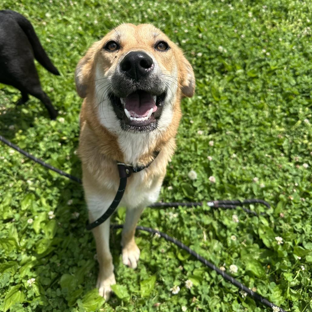 Creek and Garlic, Adoptable, Adult Female Mixed Breed.