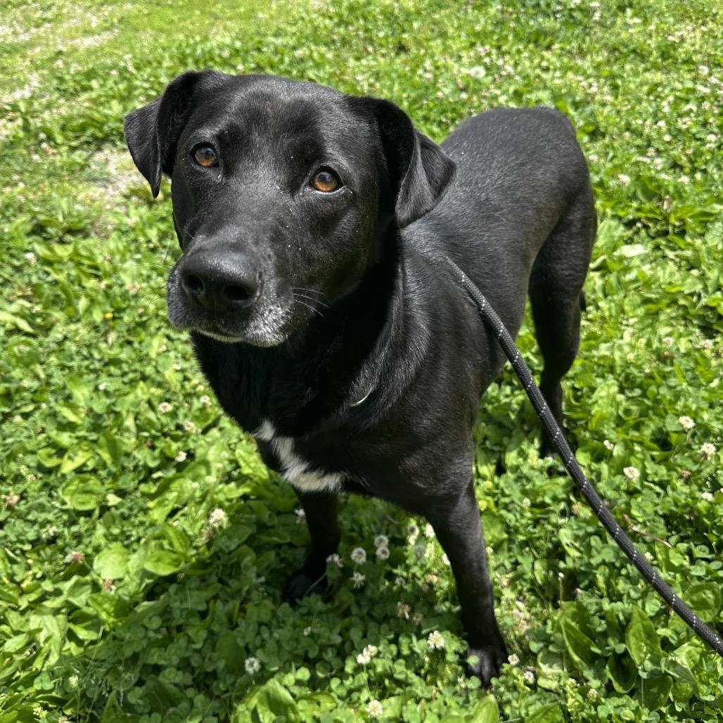 Creek and Garlic, a Adoptable Mixed Breed in Cape Girardeau, MO image 2/2