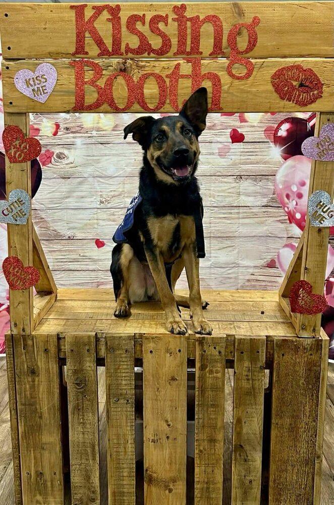 Enlarge Chris Stapleton, a Adoptable mixed breed in Milton, DE image 2/6